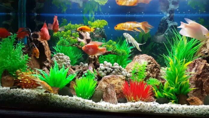 Cách trang trí hồ cá bằng sỏi