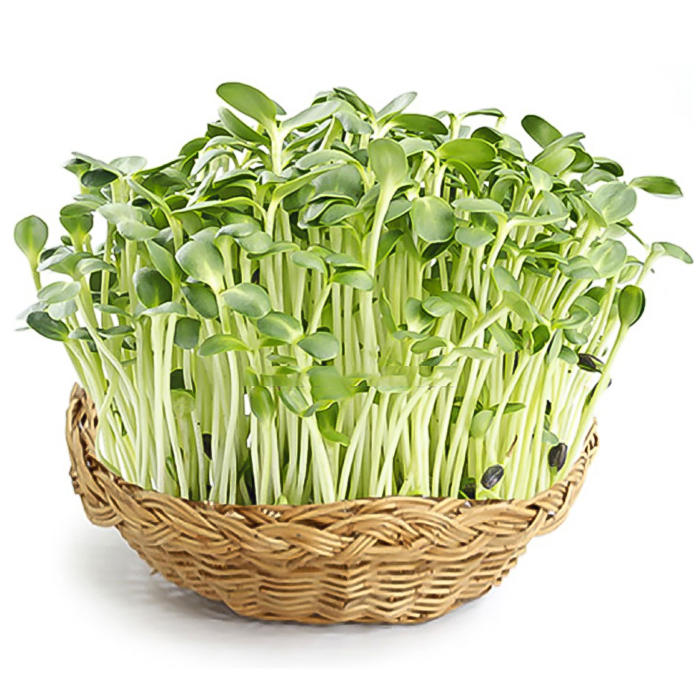 cách trồng rau mầm