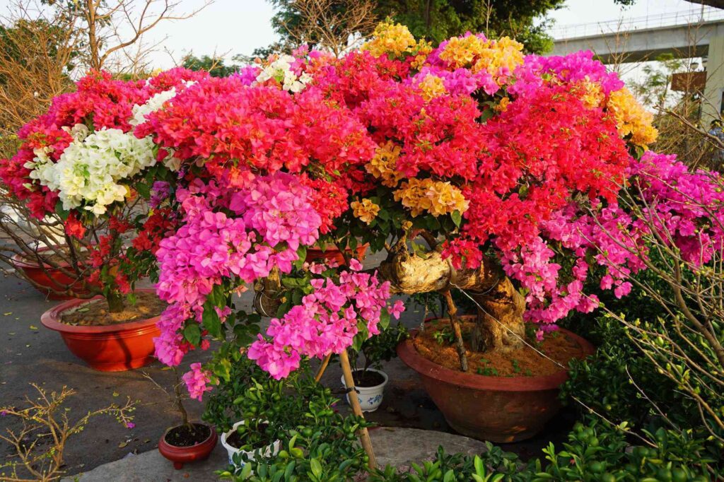 Cây hoa giấy ngũ sắc
