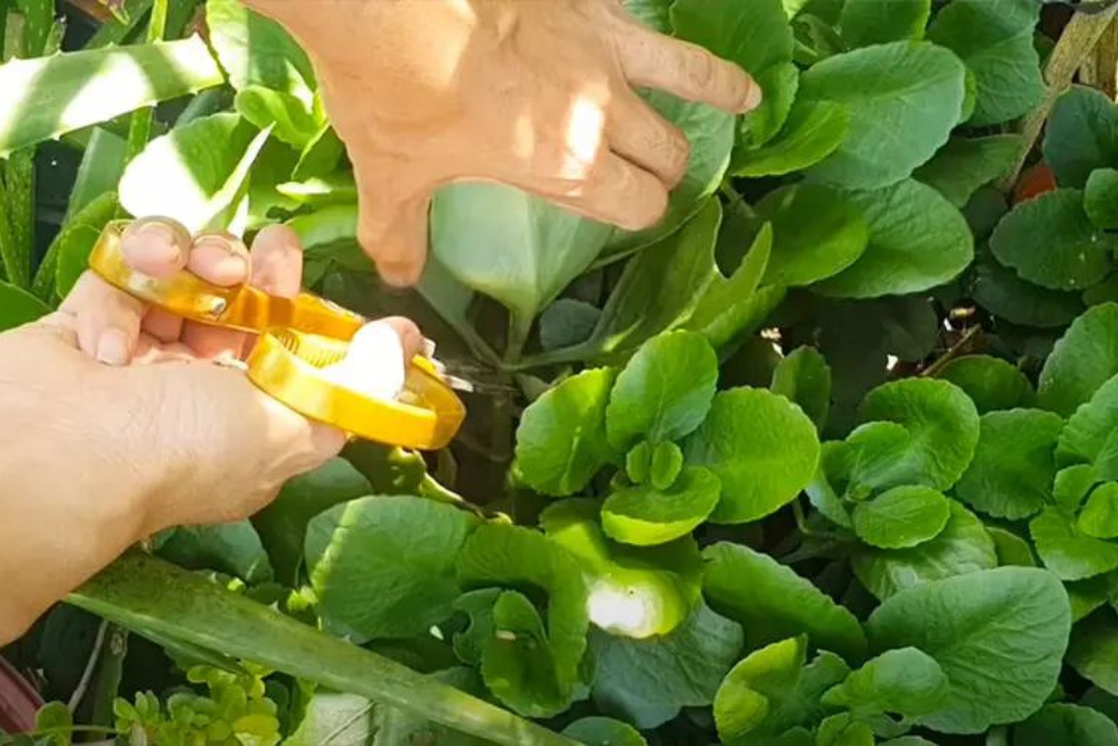 Trồng cây sống đời bằng lá hoặc hạt