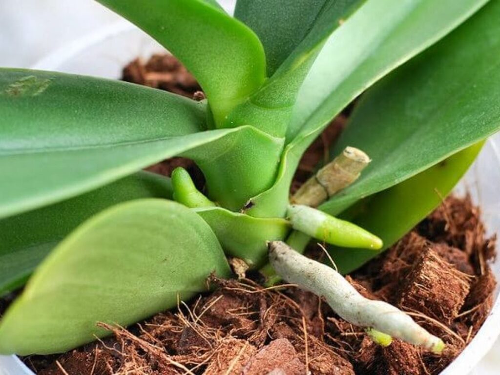 Chăm sóc hoa lan khỏi sâu bọ