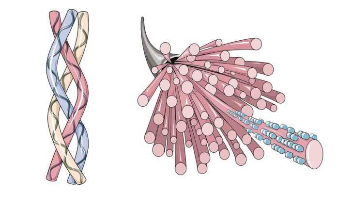 Collagen Peptide