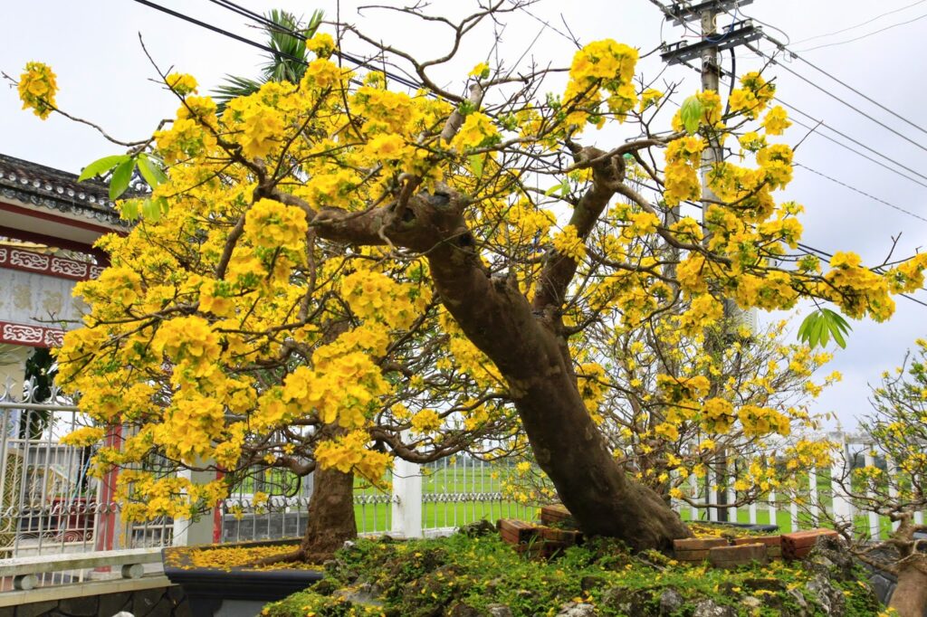 Cung cấp dưỡng chất cho mai