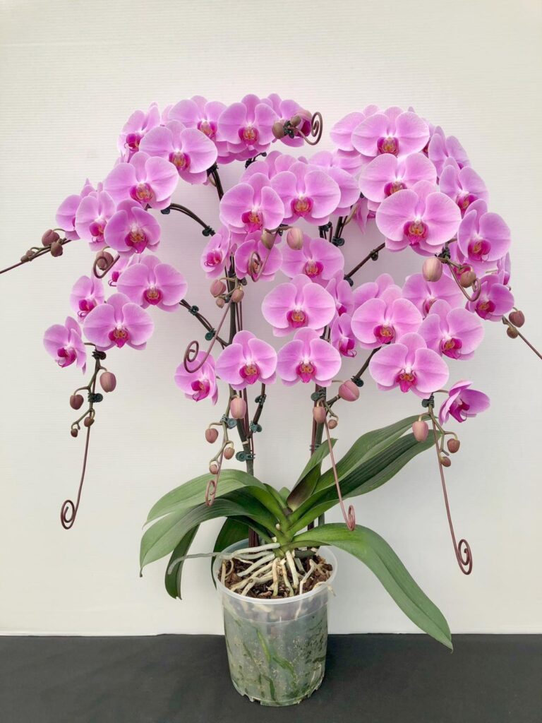 Lan hồ điệp phát triển chậm, khó chăm sóc