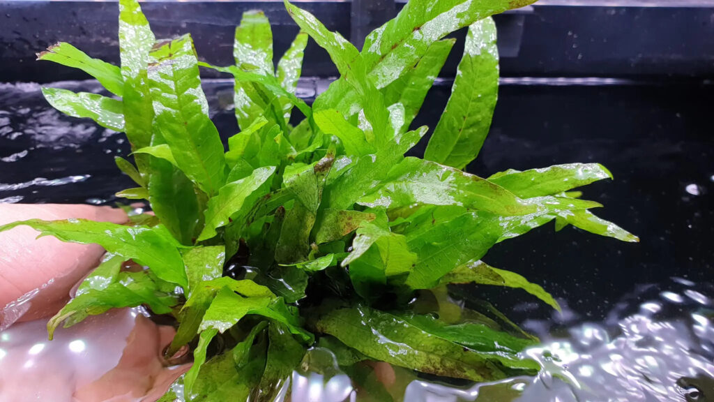 Cây Dương xỉ Java là loài thủy canh rất phổ biến ở nước ta