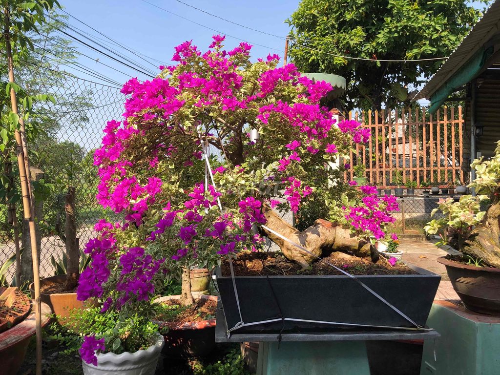 Hoa giấy Cẩm Thạch
