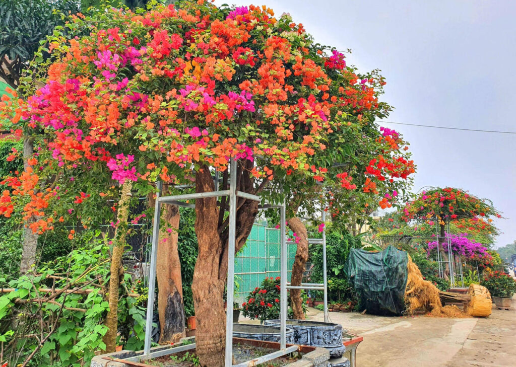 Hoa giấy Cao Bồi