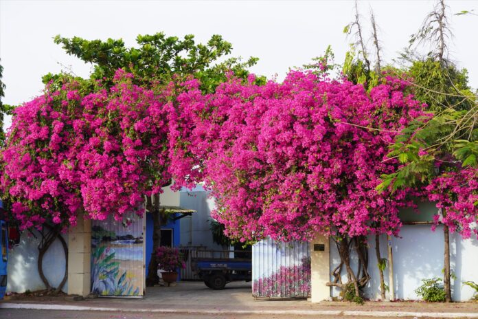 Hoa giấy