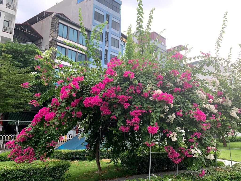 Hoa giấy trồng tỏng công viên
