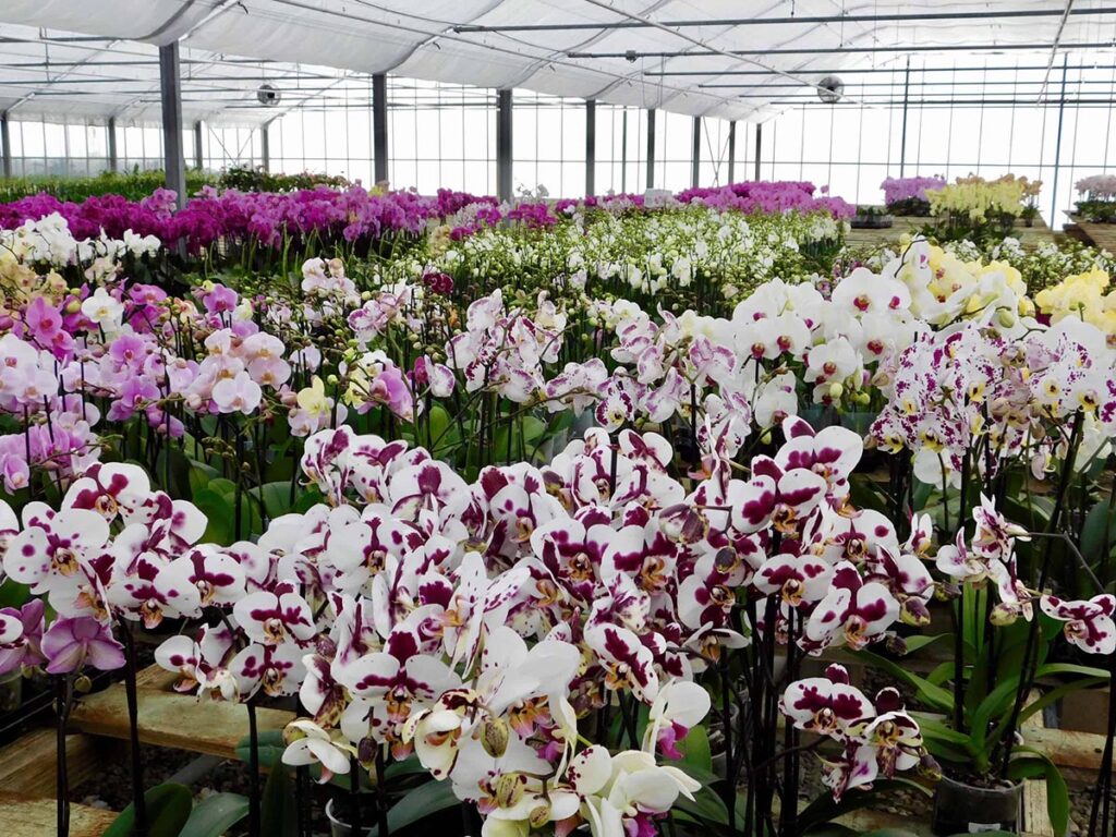 Đặt hoa lan hồ điệp trong không gian thoáng mát