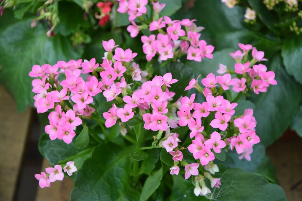 Nguồn gốc cây sống đời