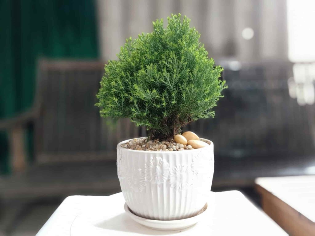 Mẫu cây tuyết tùng để bàn
