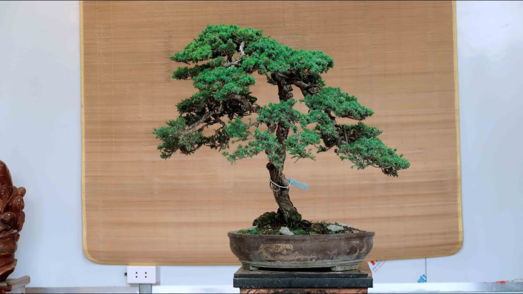 Mẫu cây tuyết tùng được tạo dáng