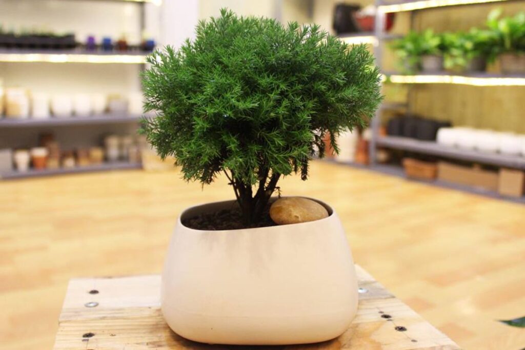 Chậu cây tuyết tùng mini