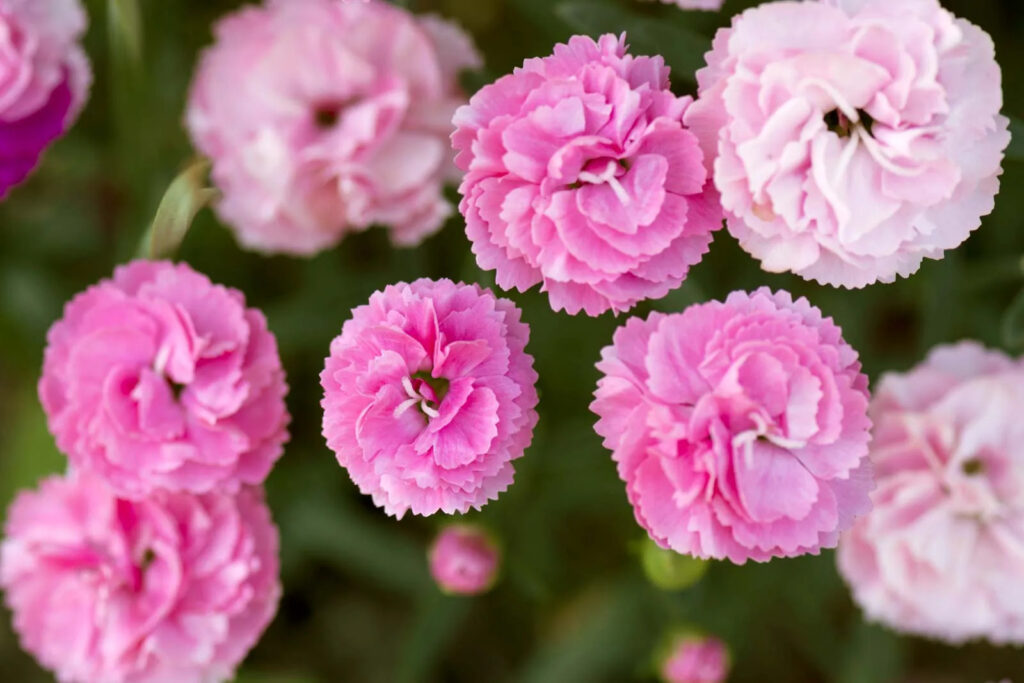 Mỗi màu hoa cẩm chướng sẽ mang ý nghĩa riêng biệt