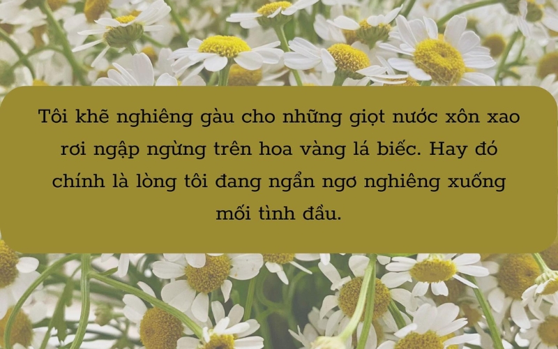 Trích dẫn trong Đi qua hoa cúc về những rung động ngập ngừng, ngây ngô của mối tình đầu