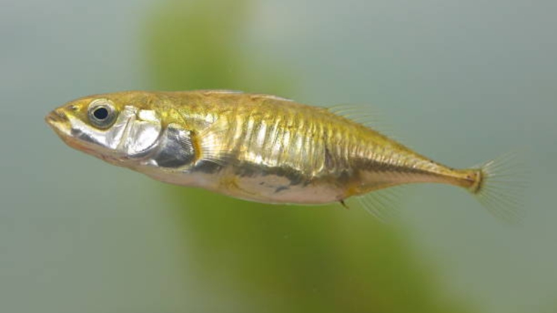  Hình tượng Cá Gai