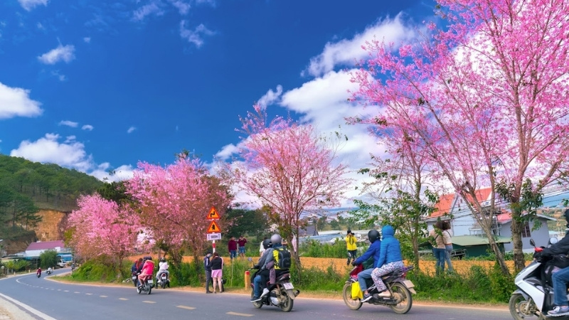 Khung cảnh Đà Lạt mộng mơ sáng sớm phù hợp để du lịch tết một mình