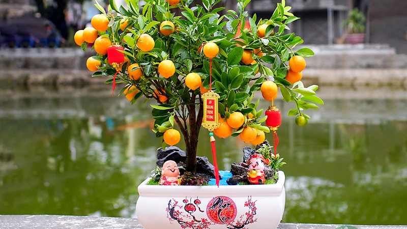 Cây quất mini gọn gàng nhưng vẫn đủ sắc xuân