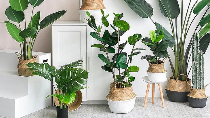 Tái chế vỏ giỏ quà làm giỏ trồng cây trong nhà