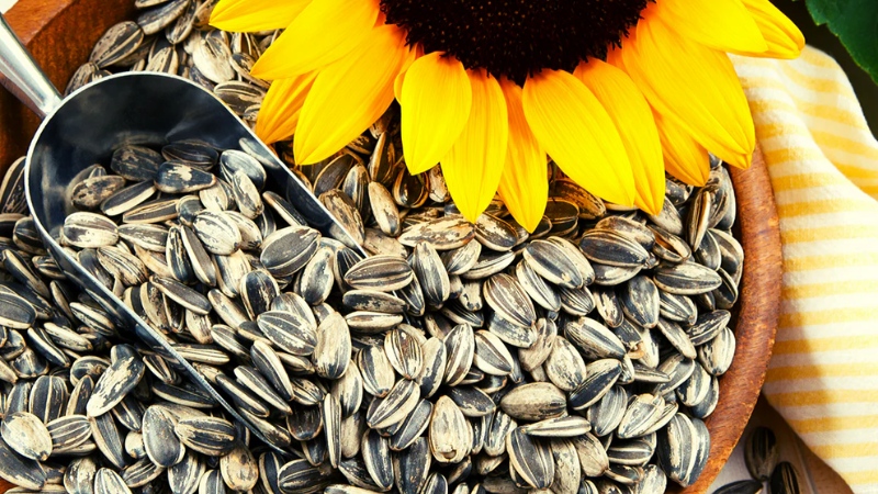 Hàm lượng calo trong 100g hạt hướng dương theo từng loại