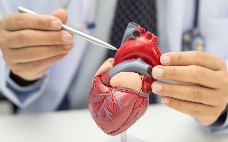 Ảnh hưởng đến hệ tim mạch và huyết áp