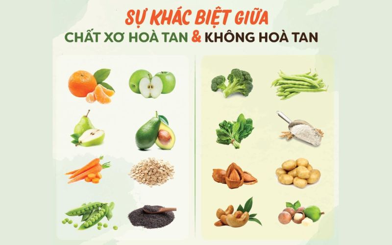 So sánh sự khác biệt của chất xơ hòa tan và chất xơ không hòa tan