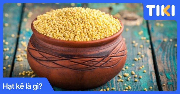 Hạt kê là gì? Đặc điểm, phân loại và cách chọn mua chuẩn nhất
