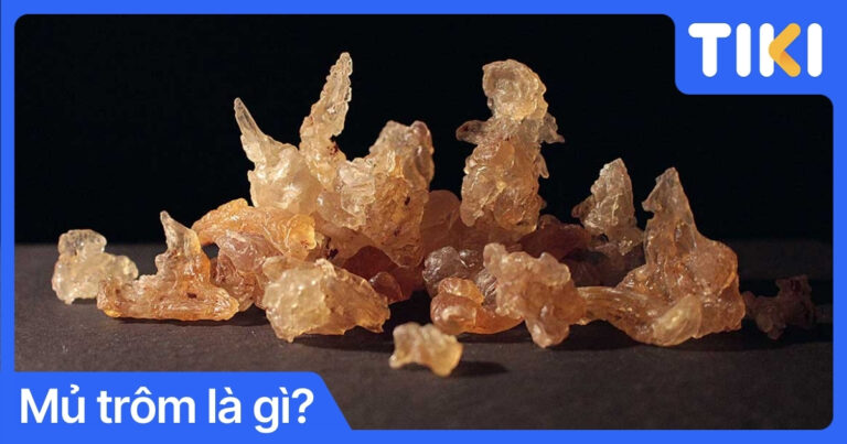 Mủ trôm là gì? Tác dụng và cách dùng mủ trôm chuẩn chuyên gia