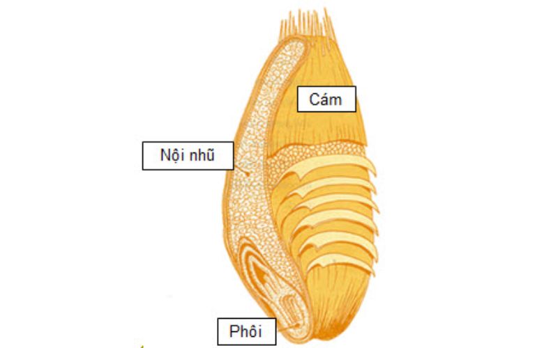 Cấu tạo của một hạt ngũ cốc nguyên vẹn