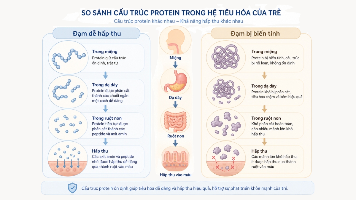 Cấu trúc protein trong hệ tiêu hóa của trẻ