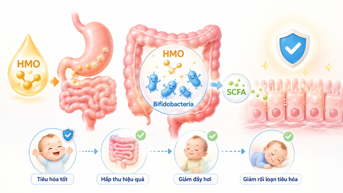 HMO trở thành nguồn dinh dưỡng có tính chọn lọc cao