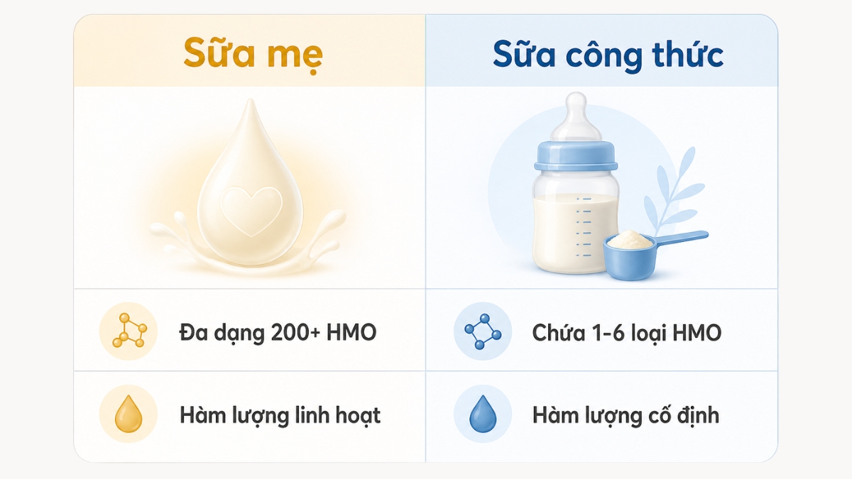 So sánh chi tiết giữa HMO tự nhiên và HMO bổ sung