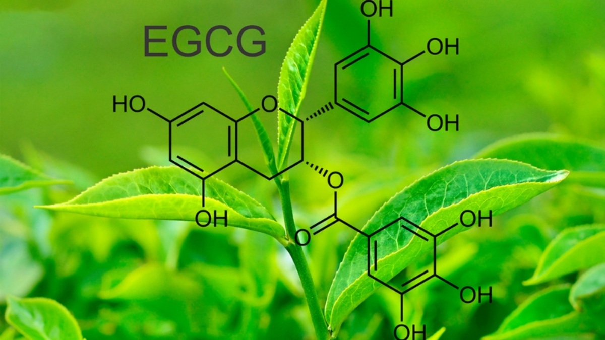 EGCG là chất chống oxy hóa mạnh mẽ