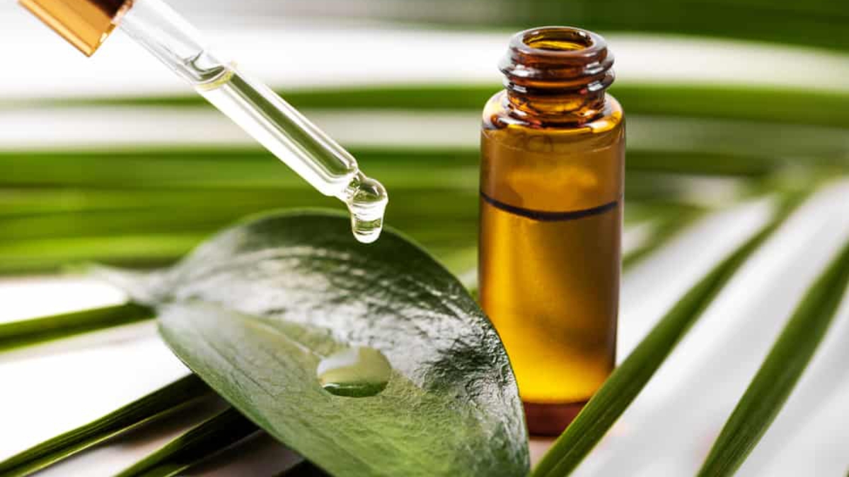 Tinh dầu tràm trà có thể hỗ trợ cải thiện tình trạng gàu