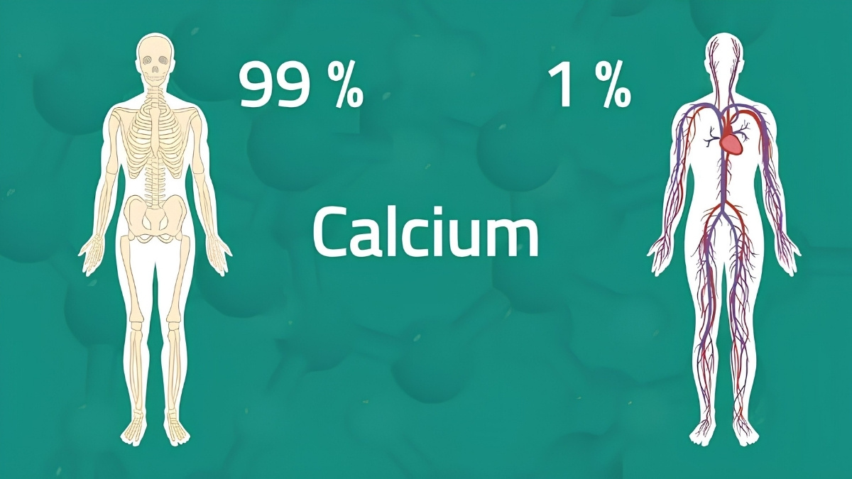 Xương và răng chiếm 99% tổng lượng canxi của cơ thể
