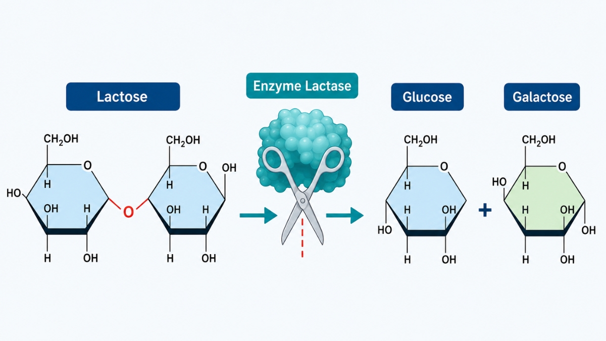 Về cấu tạo, lactose thuộc nhóm đường đôi