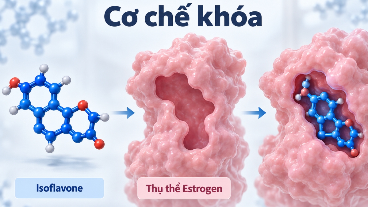 Isoflavone có thể tương tác với các thụ thể estrogen trong cơ thể