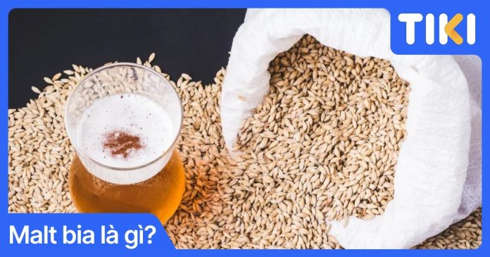 Malt bia là gì? Khám phá nguyên liệu tạo nên vị bia chuẩn